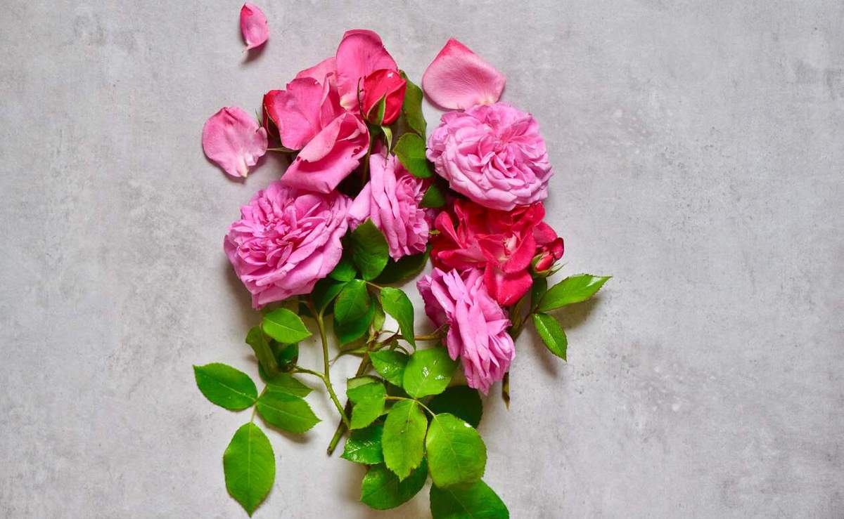 Pink bunch of roses