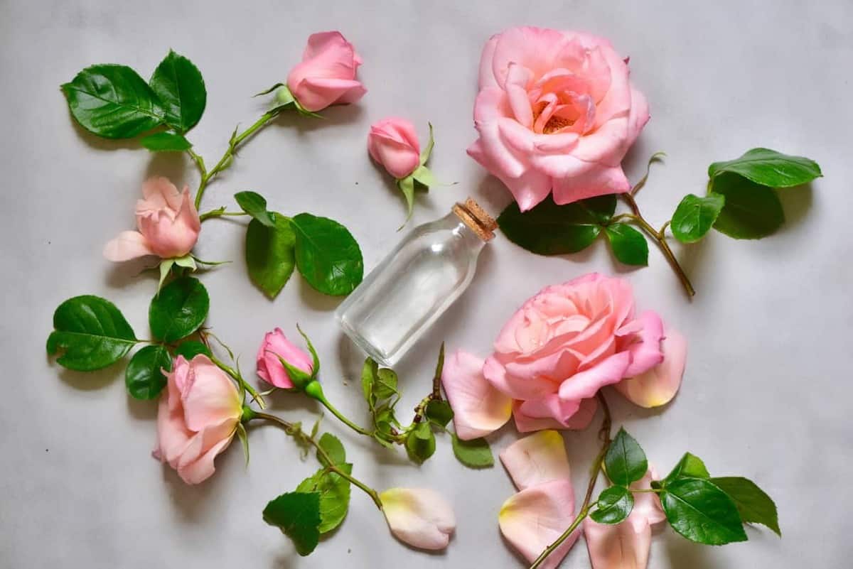 Homemade rose water in a glass vial placed next to rose flowers