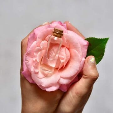 Homemade rose water in a vial placed on a rose flower being held in hands