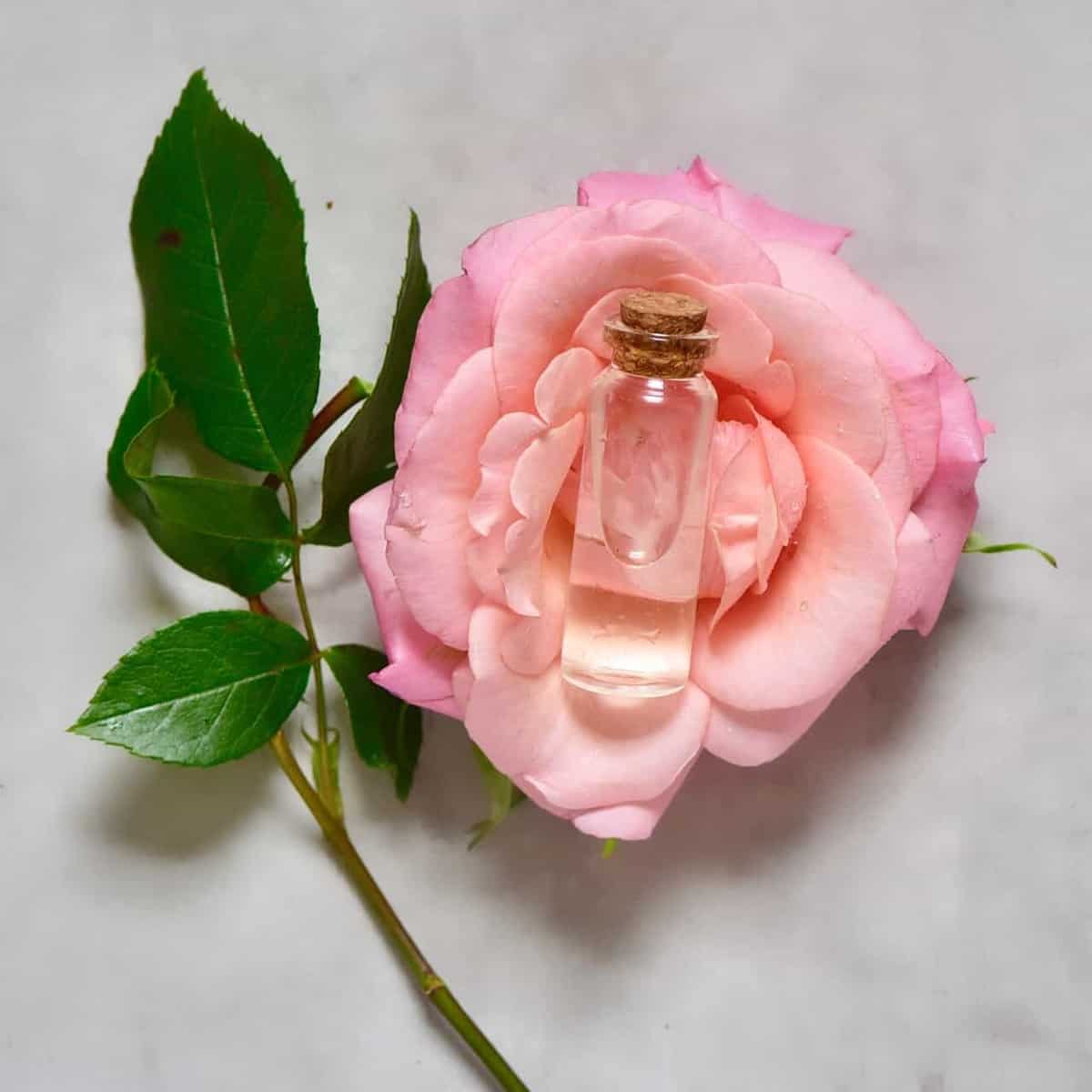 Homemade rose water in a glass vial placed onto a rose flower