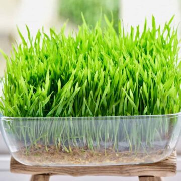 How to grow wheatgrass at home with and without soil, plus the benefits and uses of wheatgrass