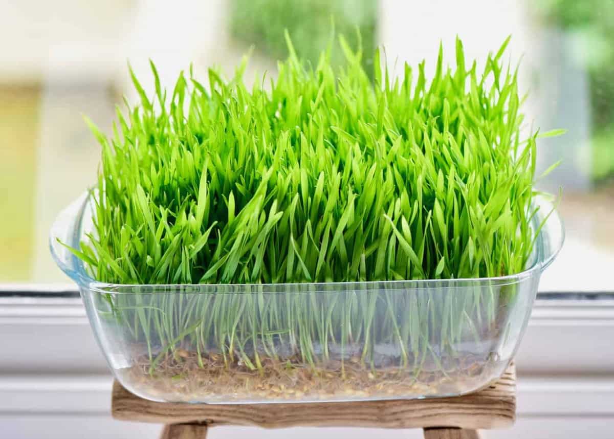 How to grow wheatgrass at home with and without soil, plus the benefits and uses of wheatgrass