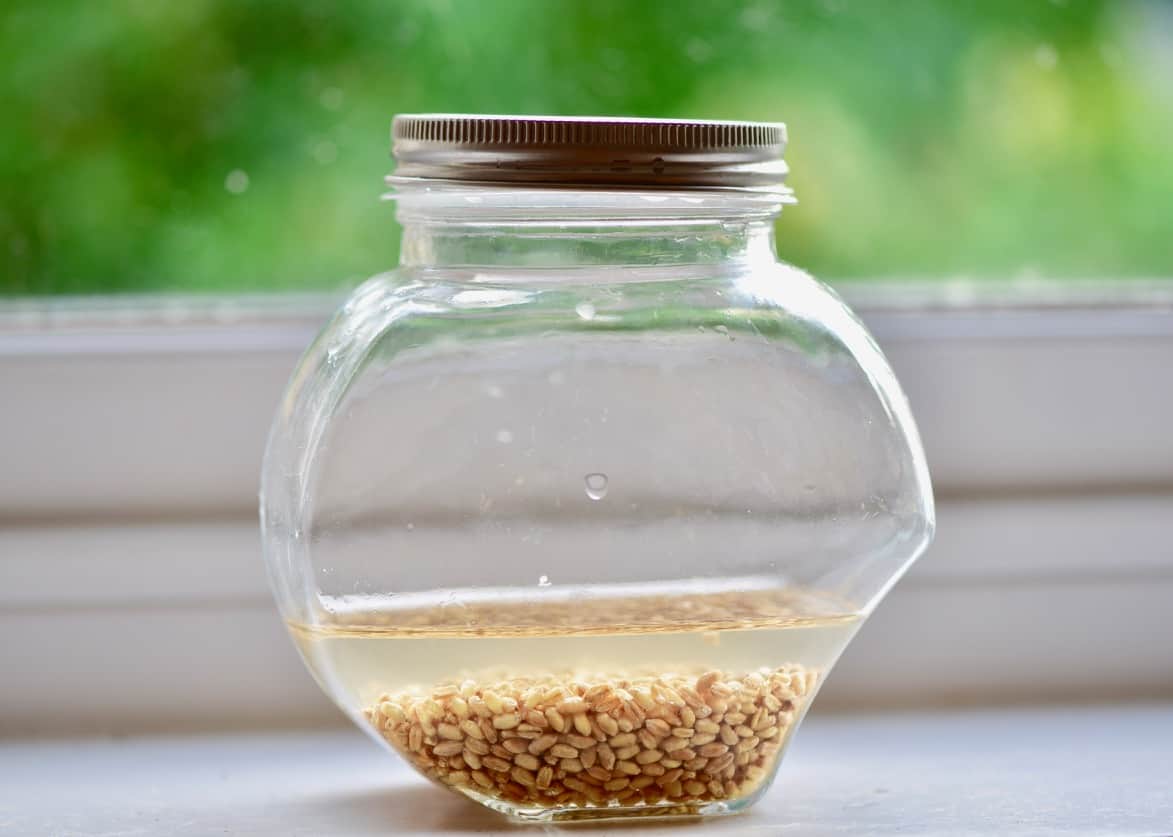 sprouting jar filled with water and wheatgrass seeds