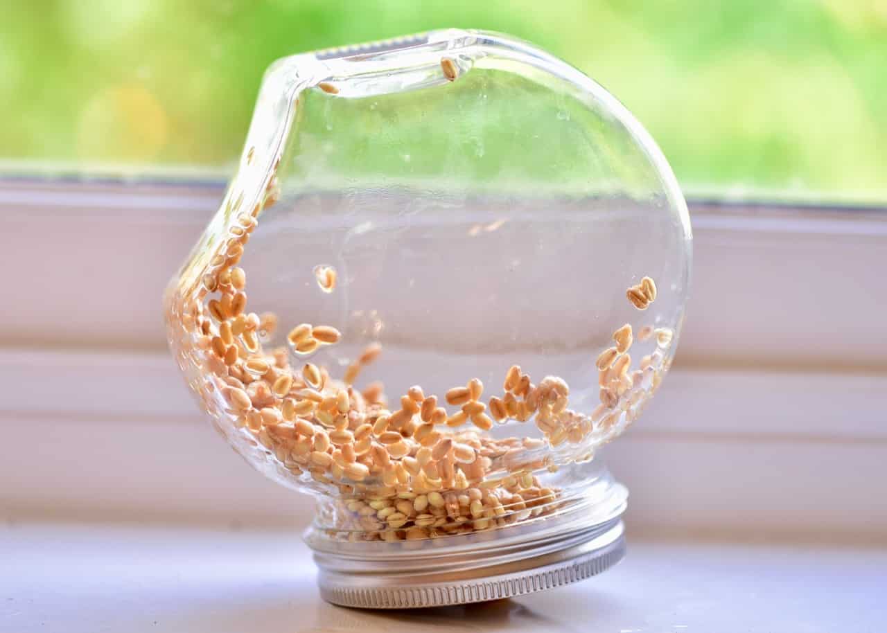 inverted sprouting jar with wheatgrass seeds