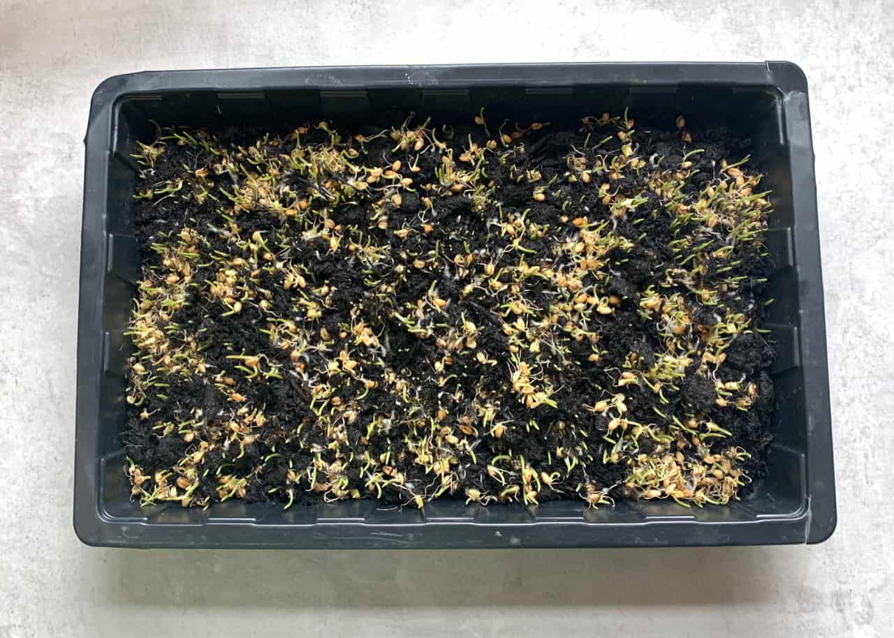 germinated wheatgrass seeds in a tray with soil