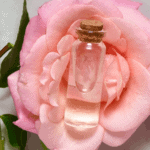 Homemade rose water in a vial placed over a rose flower