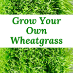 how to grow wheatgrass at home with and without soil
