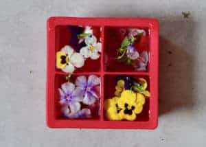 how to store edible flowers. make crystal clear flower ice cubes