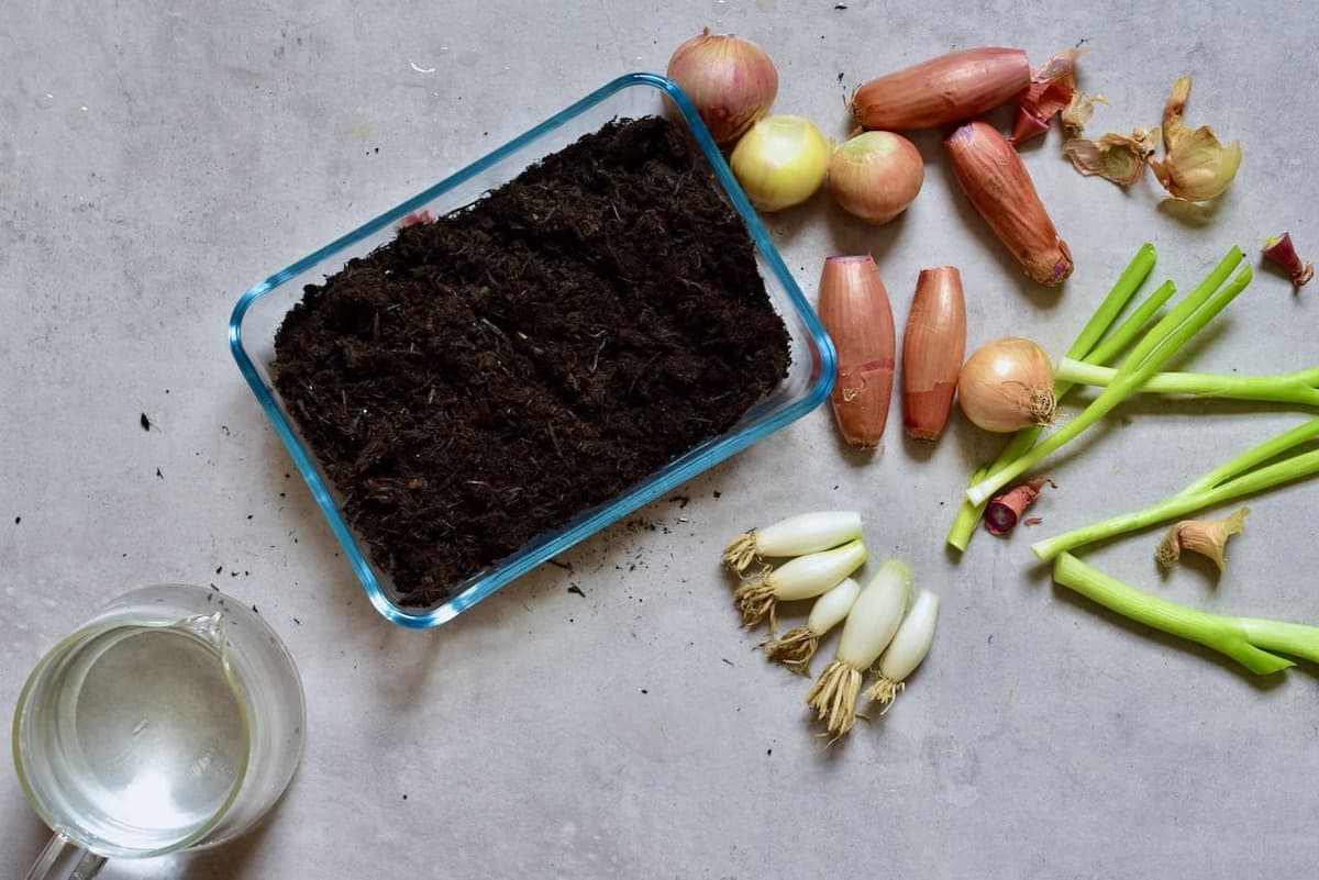 potting soil for vegetable scraps to be regrown