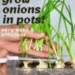 A super simple How-To for growing spring onions at home from food scraps, to re-use numerous times! Two methods that can both be done indoors, with little space and mess and no onion seeds necessary!