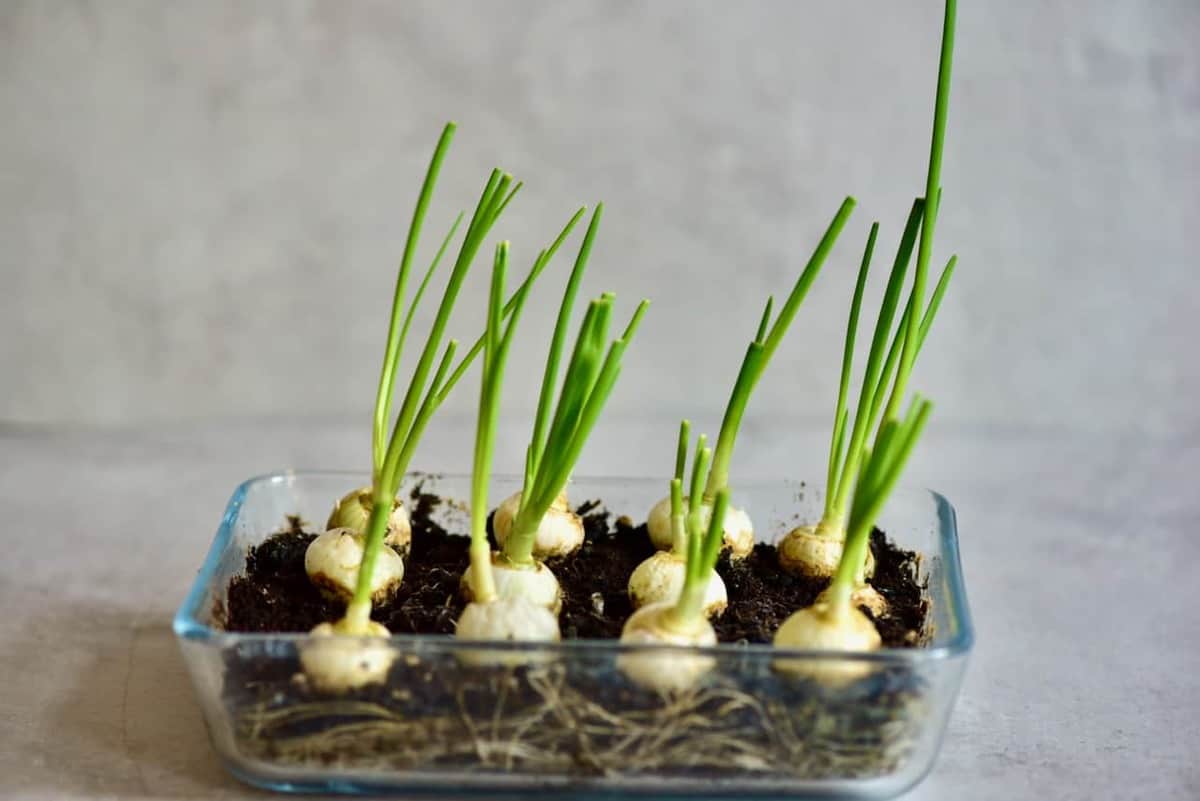 A super simple How-To for growing spring onions at home from food scraps, to re-use numerous times! Two methods that can both be done indoors, with little space and mess and no onion seeds necessary!
