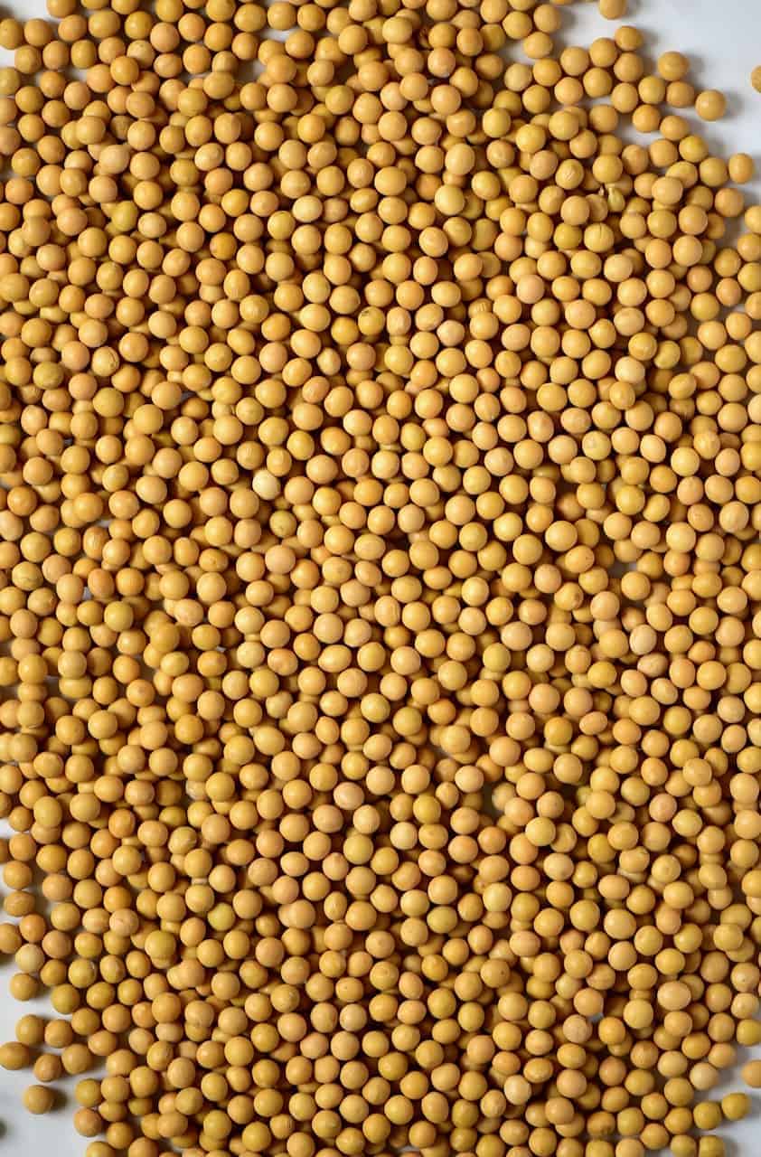 dry soy beans