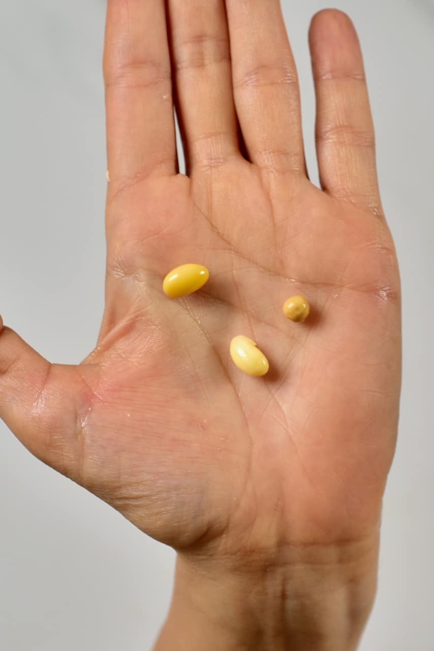 soy beans in the palm of a hand