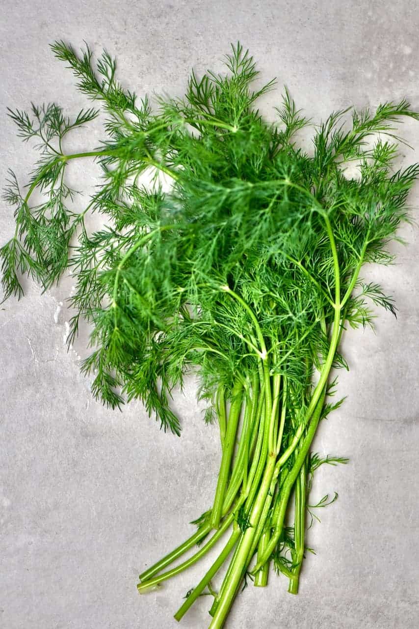 A handful of fresh dill