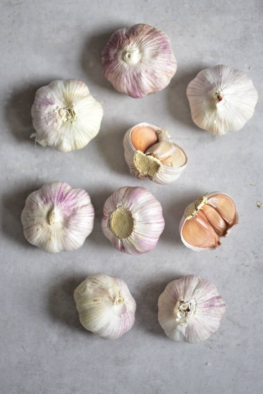 Garlic