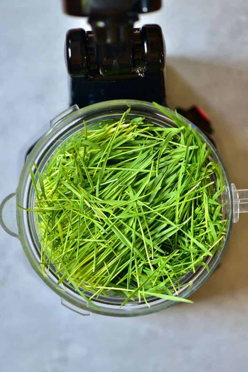 Wheatgrass in a blender