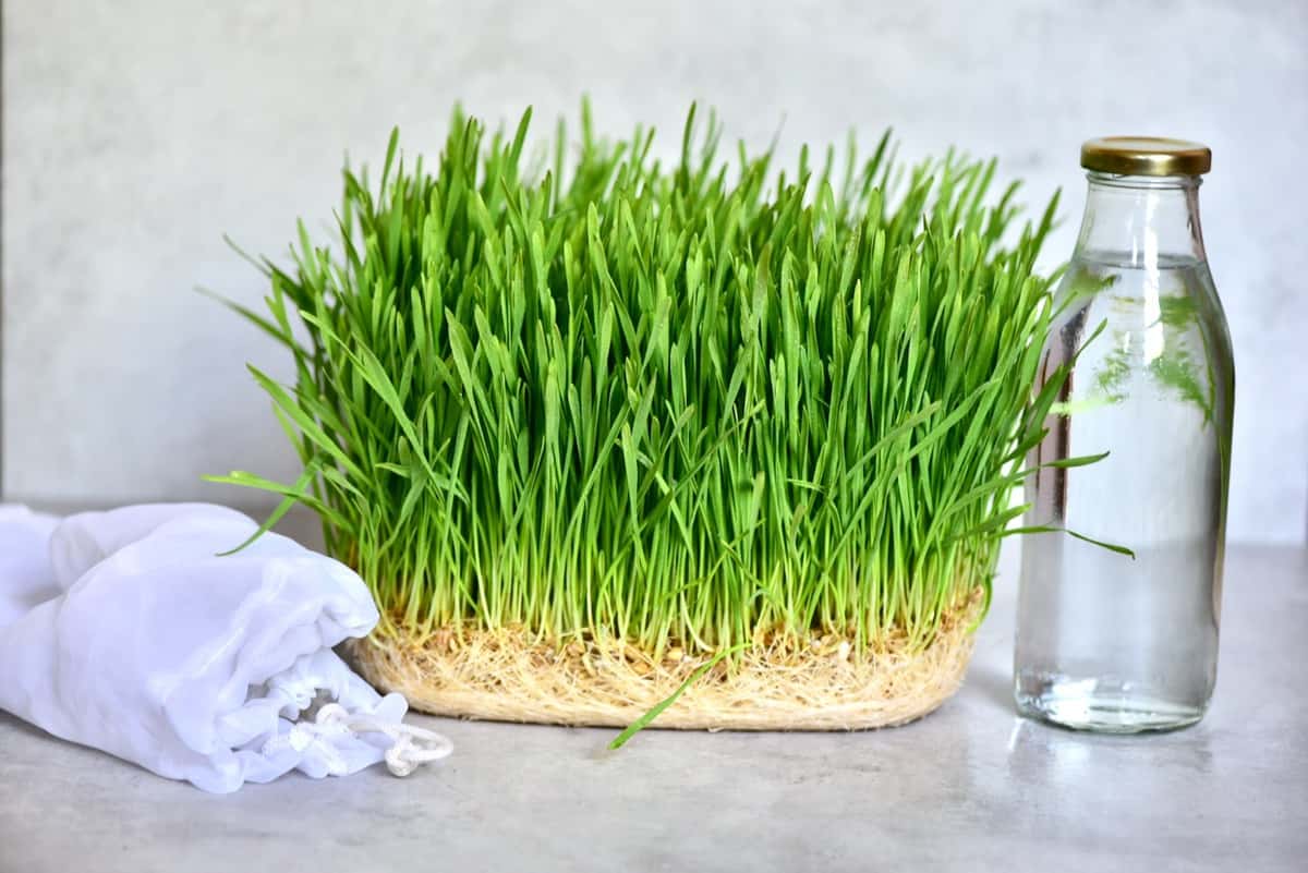 Homegrown wheatgrass and bottle of water