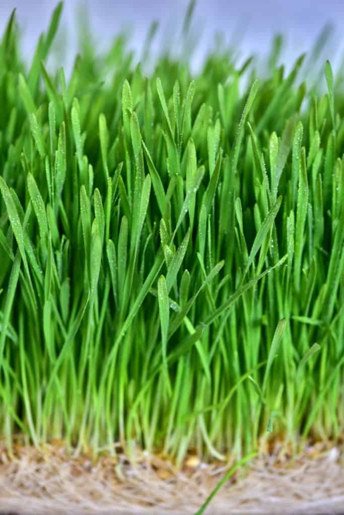Homegrown wheatgrass