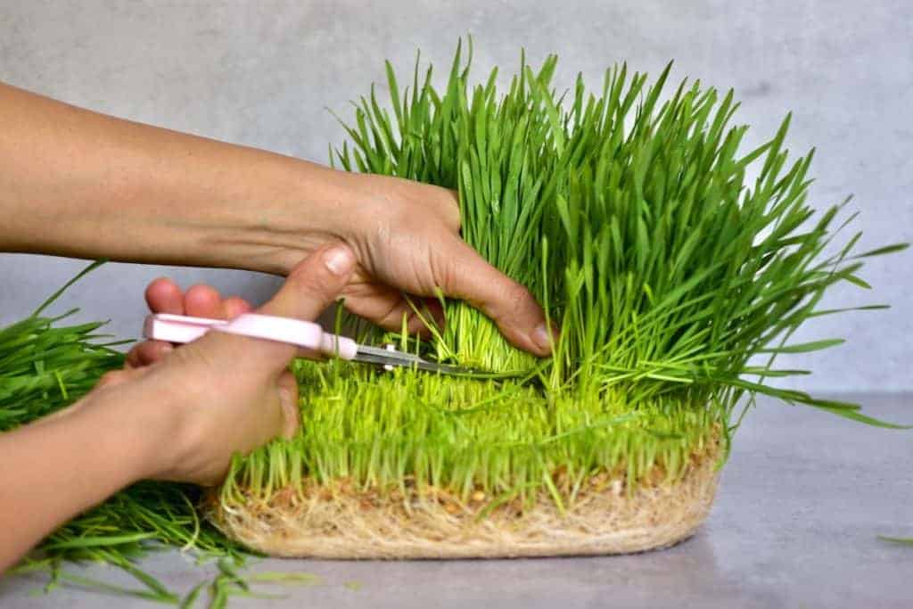 Homegrown wheatgrass