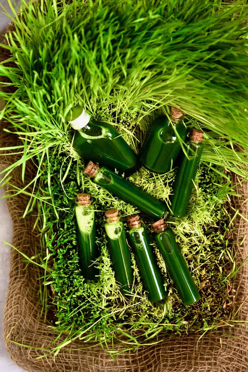 Wheatgrass shots