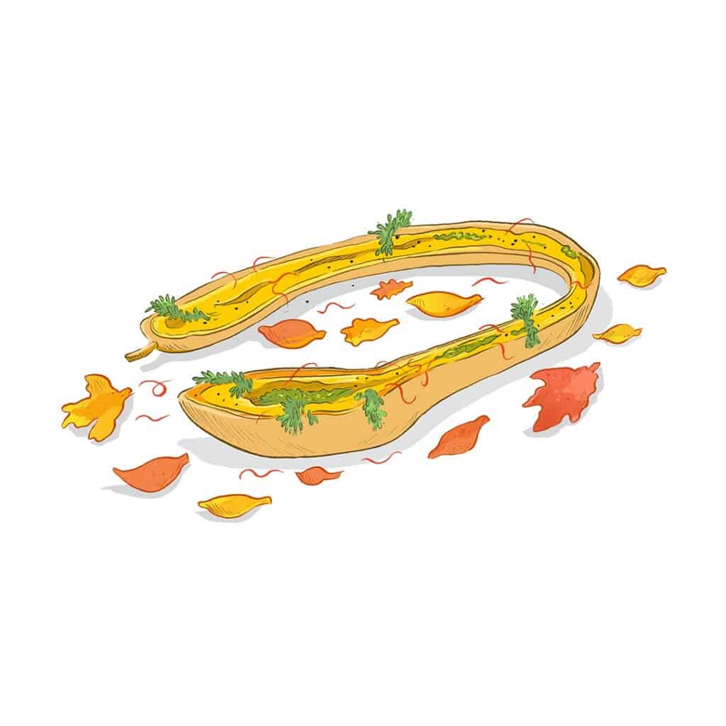 A colorful drawing of a half Tromboncino squash filled with carrot soup
