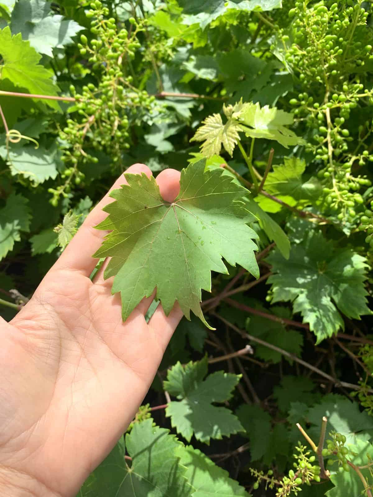 Showing a grape leave on a grape vine