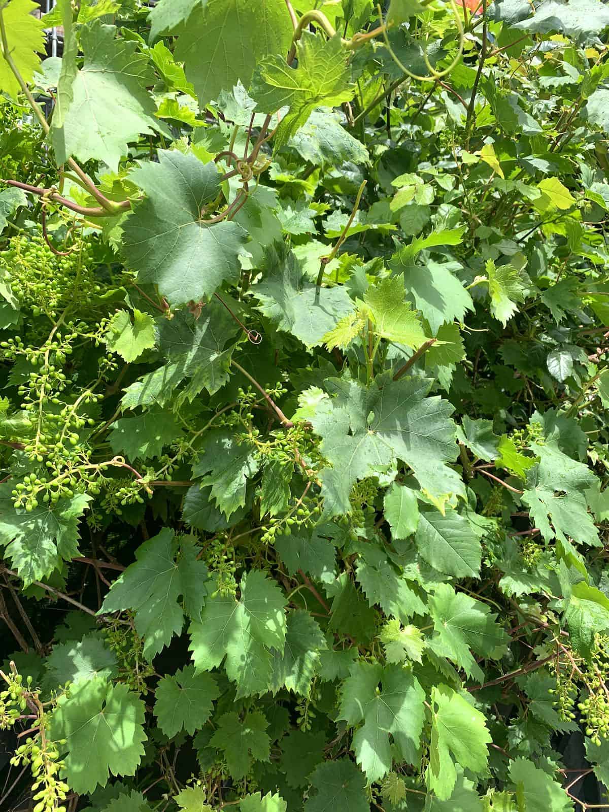 A grape vine with lots of leaves and grapes