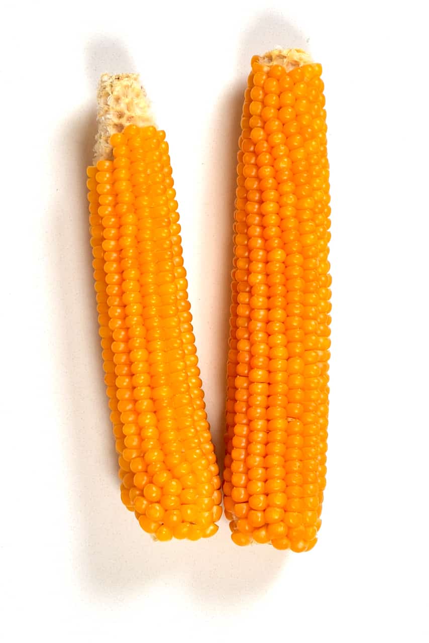 Two corn ears