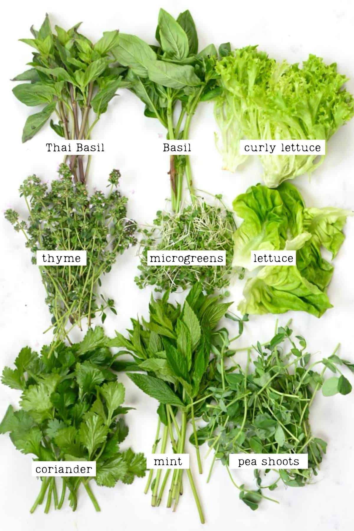 different types of herbs on white marble