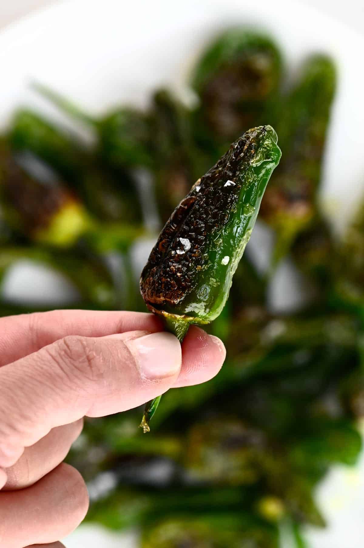 A close up of one Padron pepper