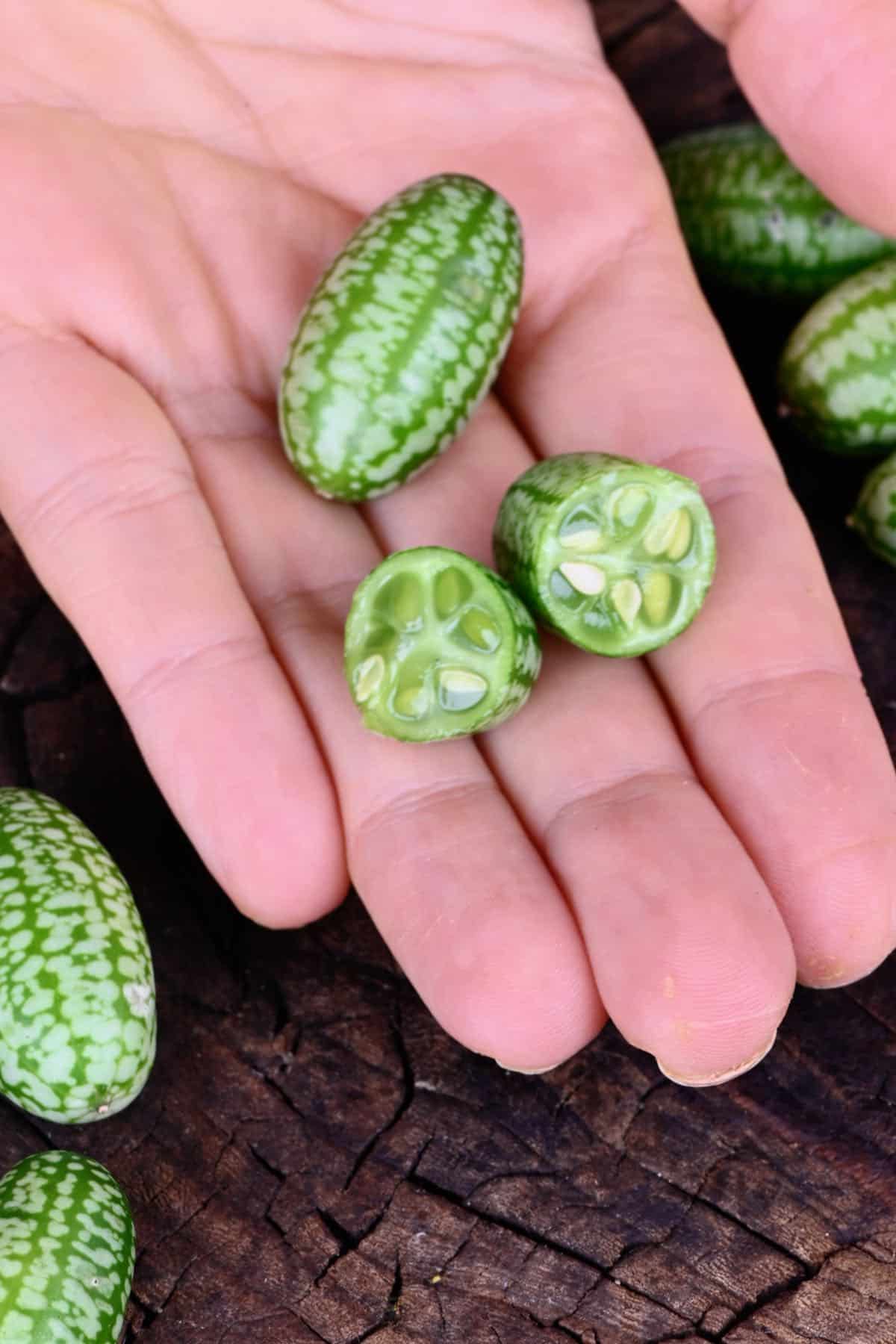 Cucamelon berries held in a hand