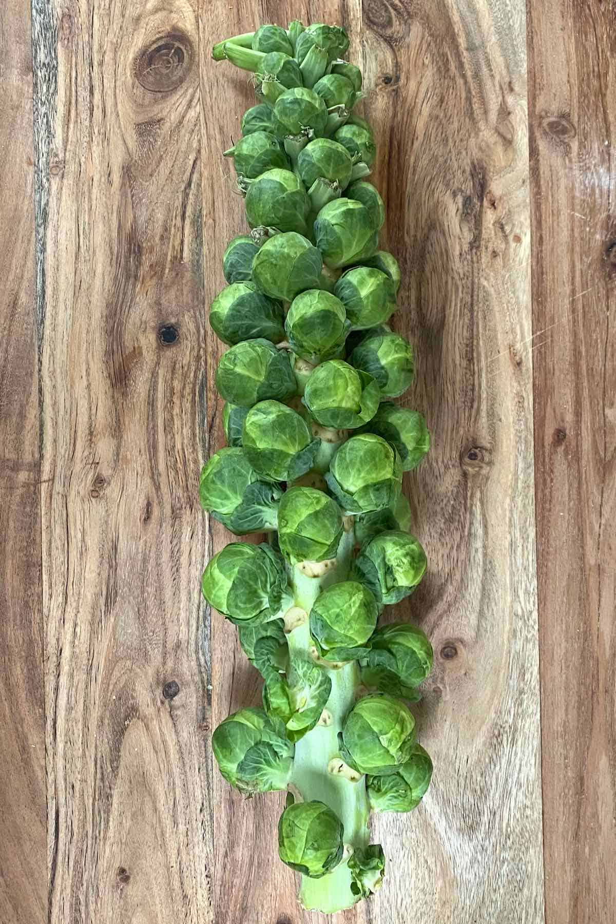A branch with Brussels sprouts