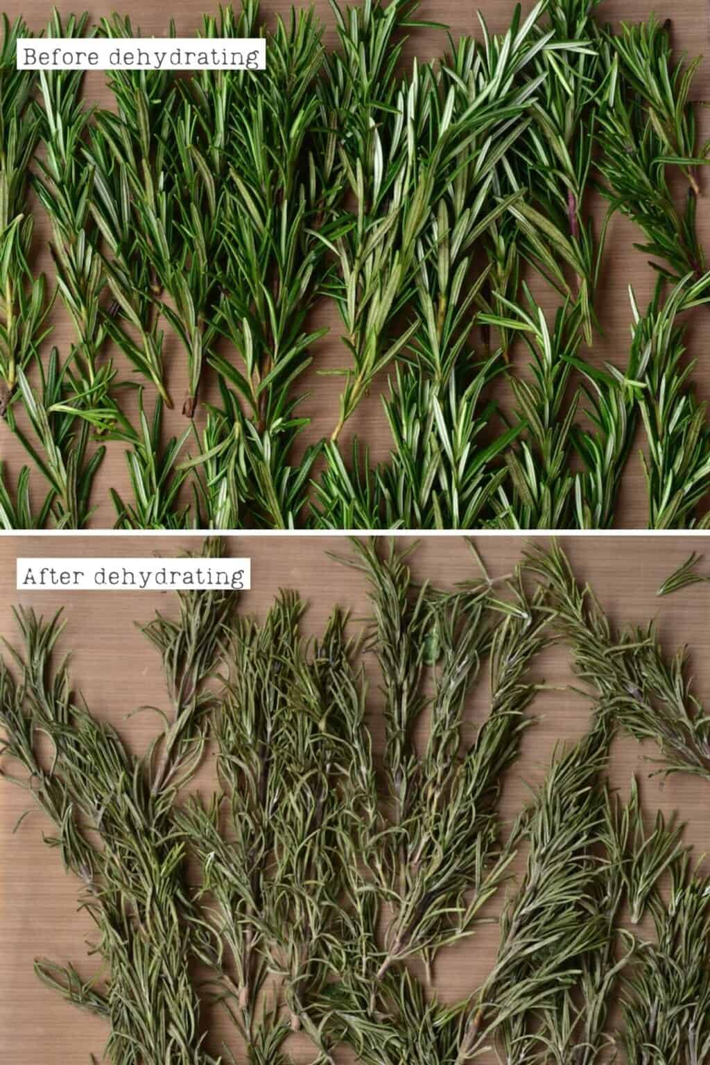 How To Dry Rosemary and Store It (3 Methods) Alphafoodie