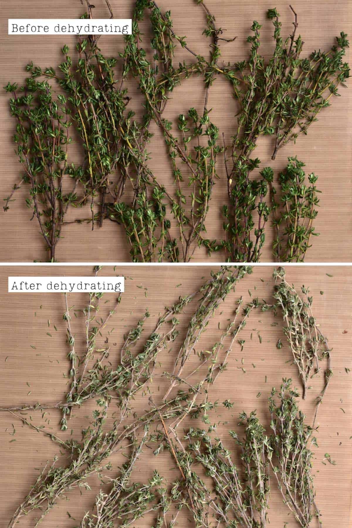 Before and after dehydrating thyme