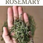 A hand holding dried rosemary