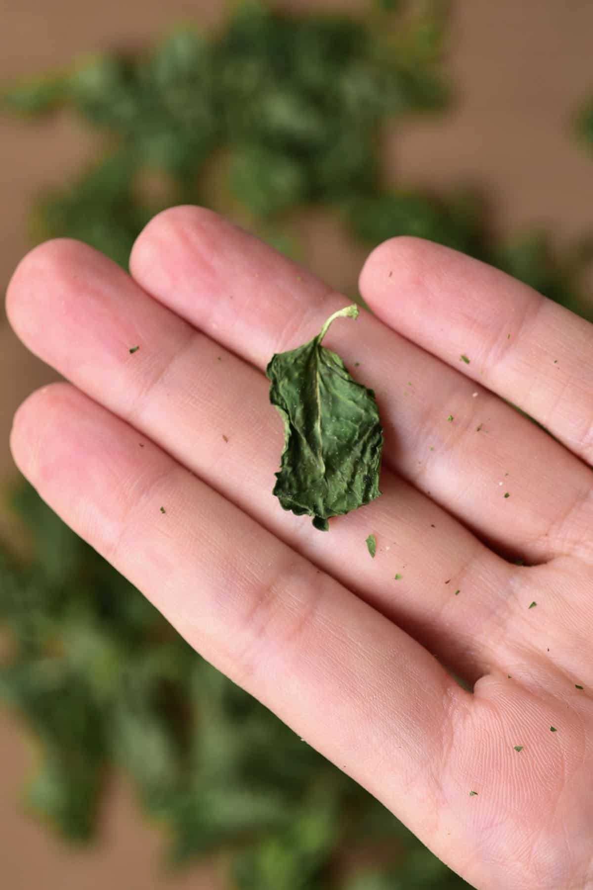 A hand holding a dried mint leaf