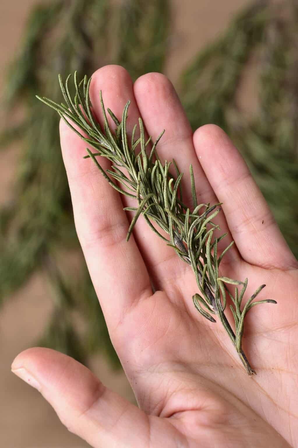 How To Dry Thyme (3 Methods) Alphafoodie