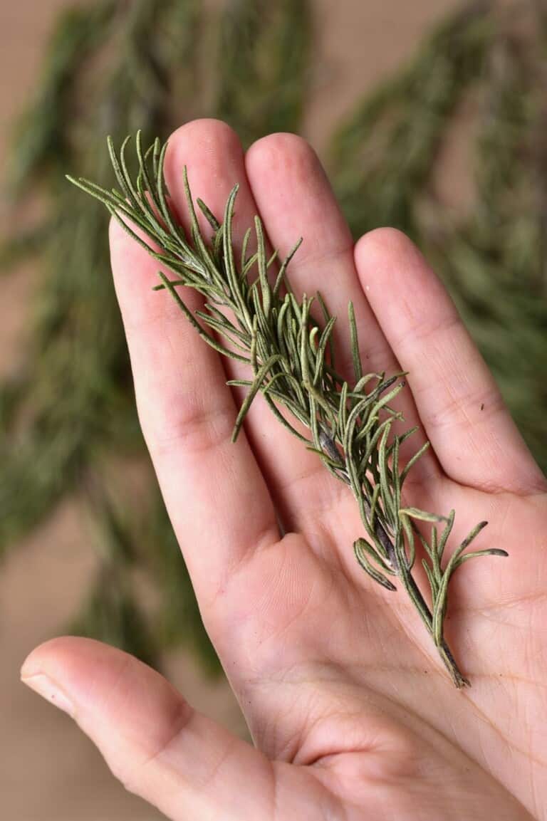 How To Dry Thyme (3 Methods) Alphafoodie