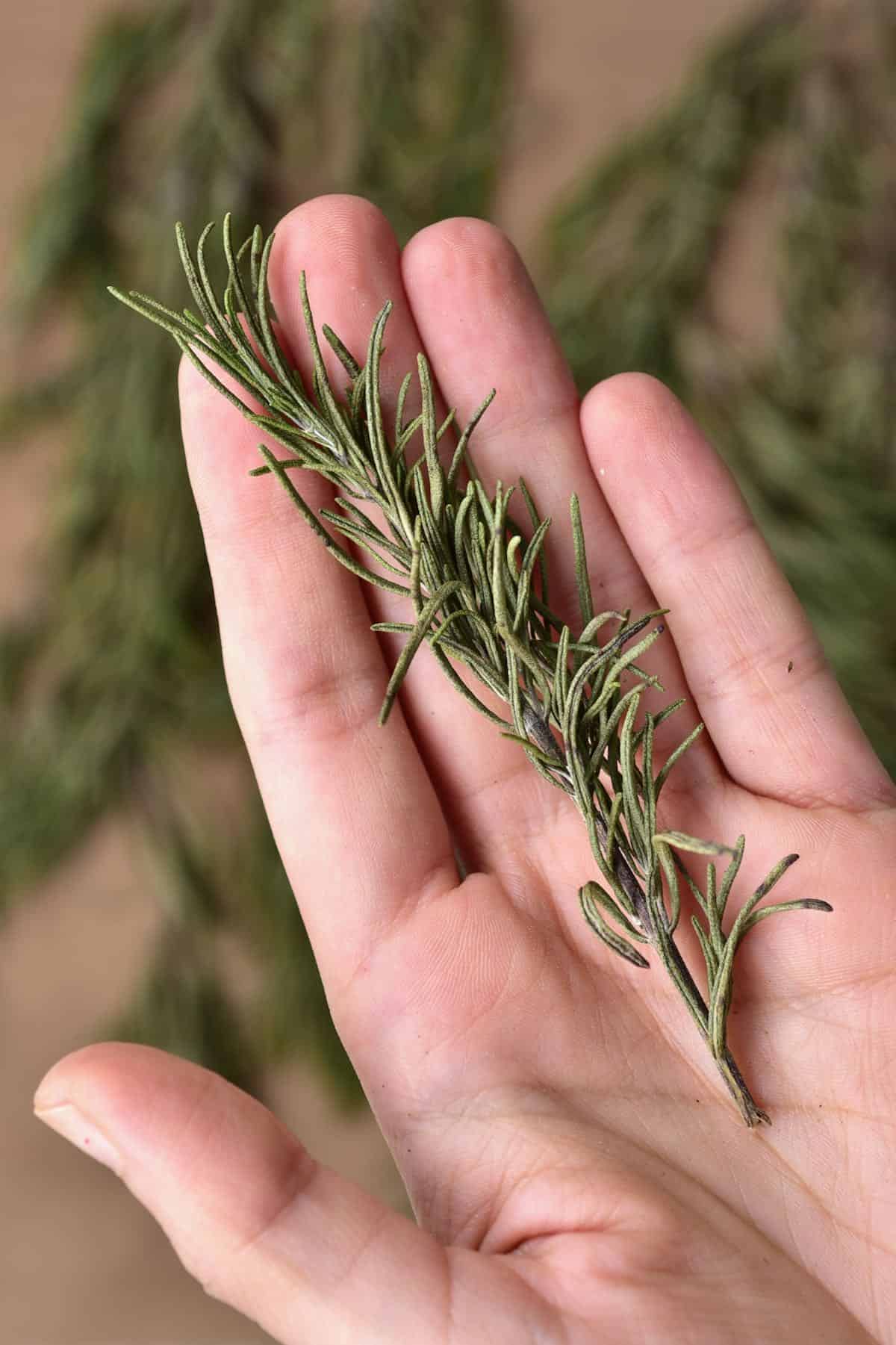 A sprig of dried rosemary in a hand