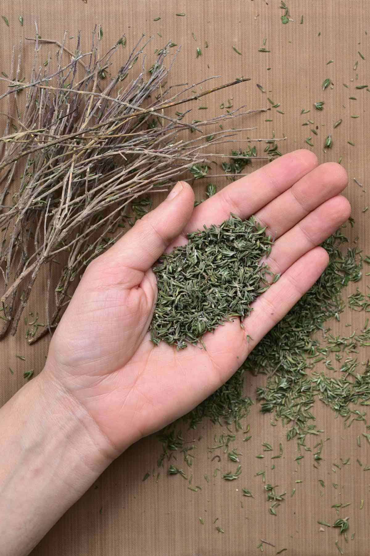 A hand holding dried thyme leaves