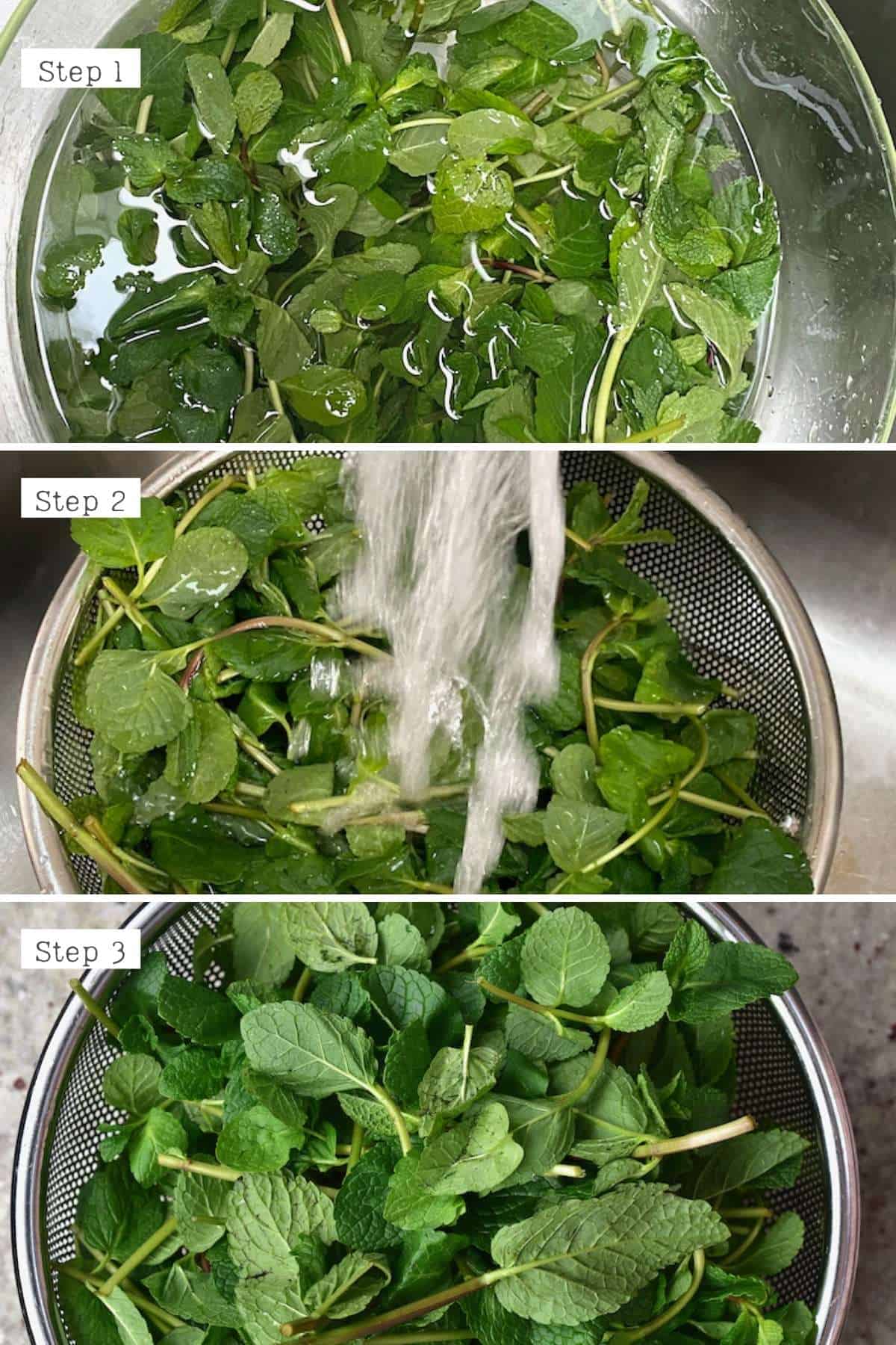 Steps for washing mint