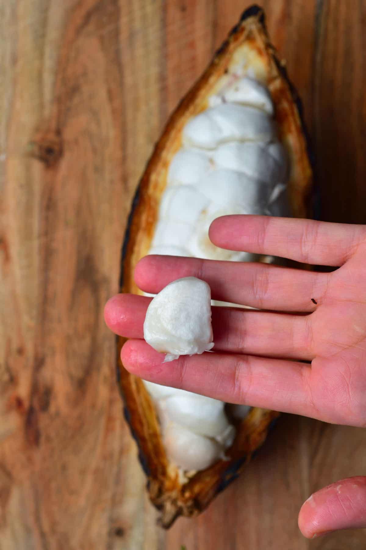 Removing a white cacao bean from a cacao pod