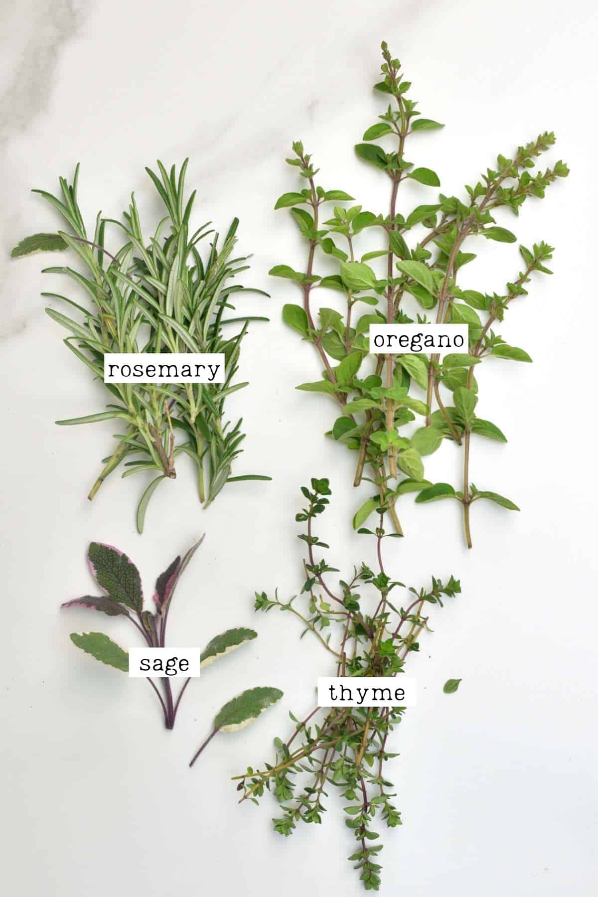 Ingredients for herb salt with fresh herbs