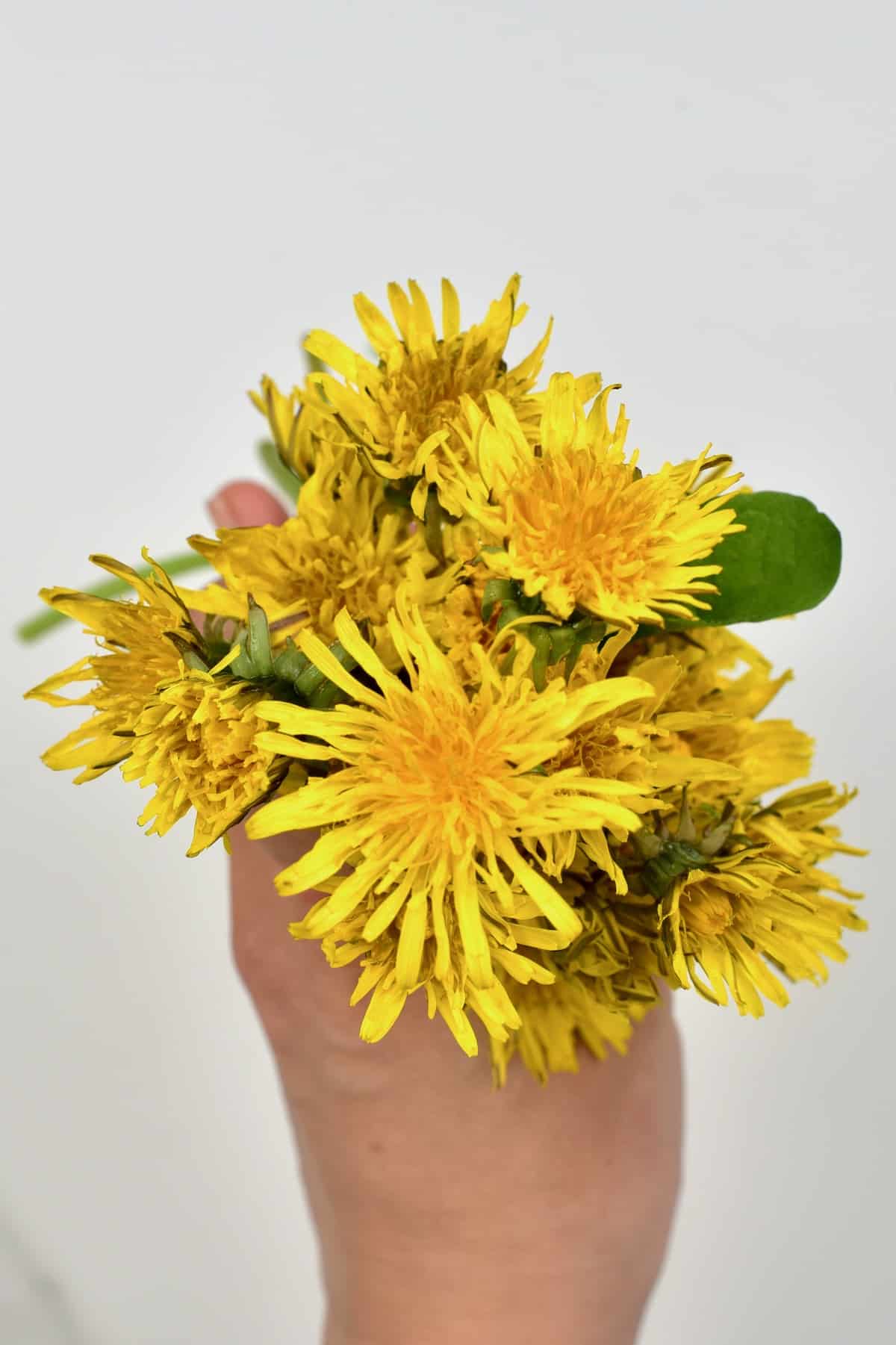 Hand holding dandelions