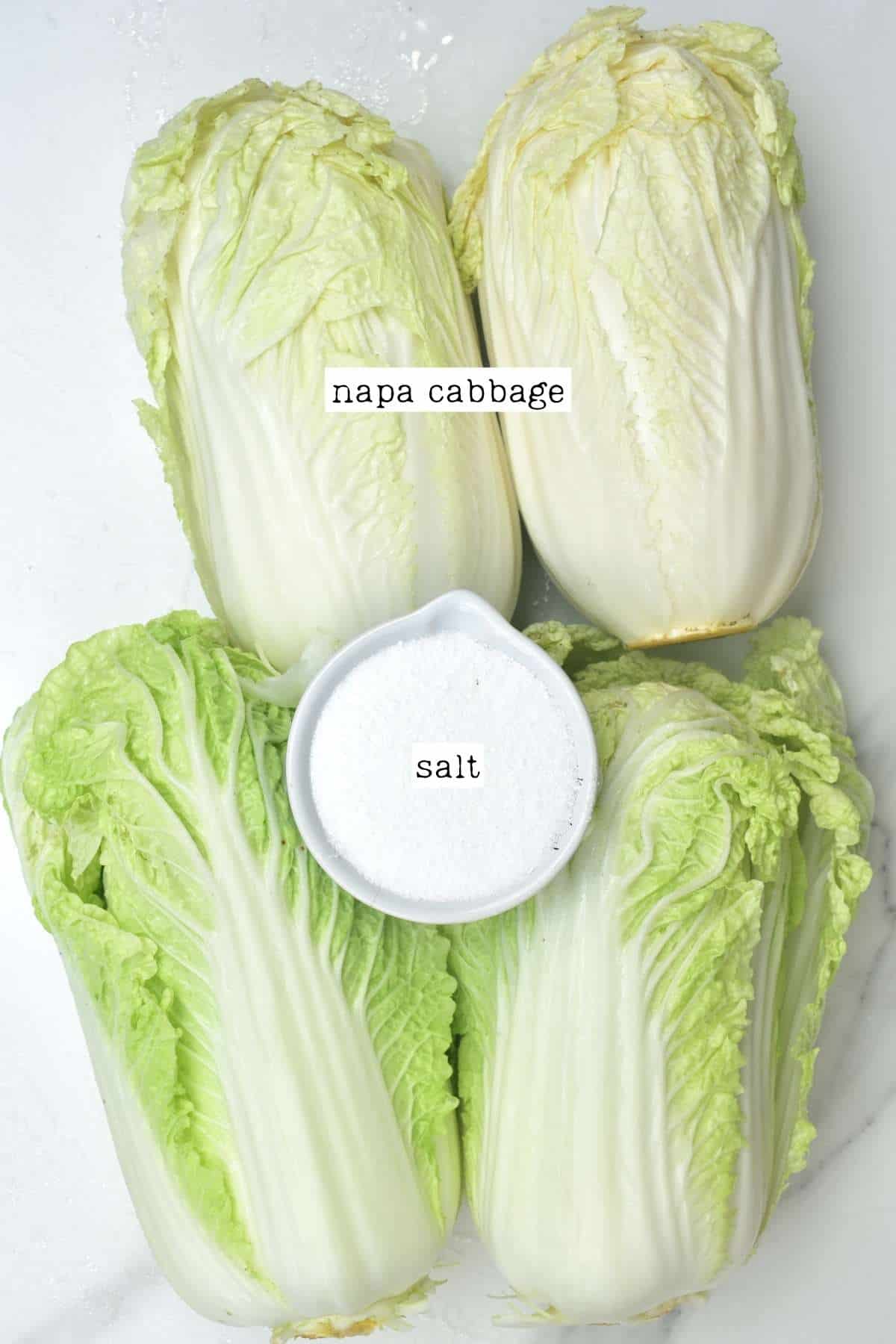 Napa cabbage and salt for kimchi