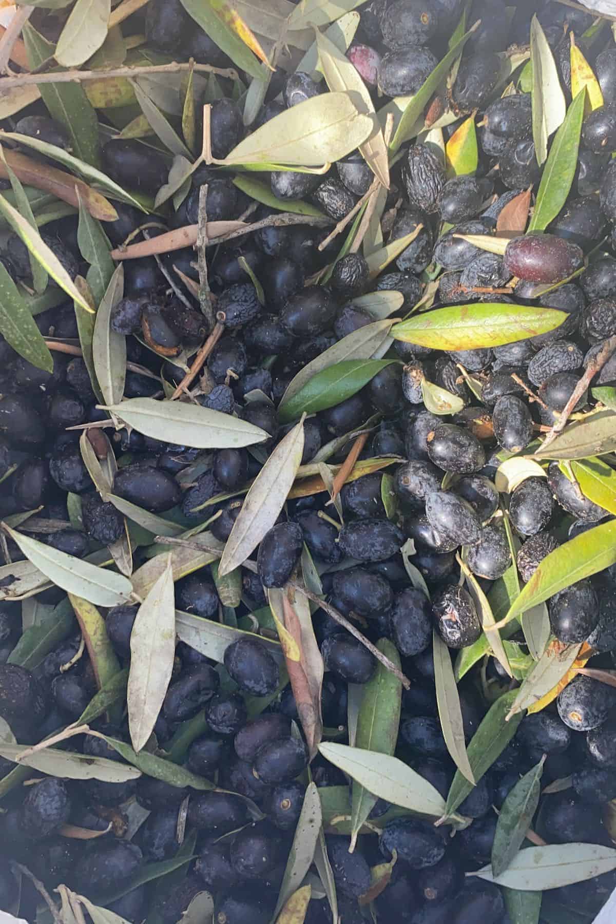 Black olives and some leaves