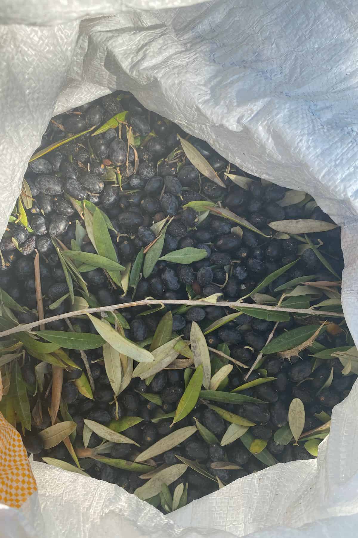 Black olives in a bag