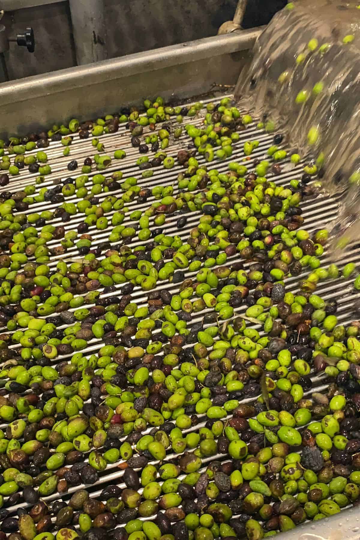 Cleaning olives