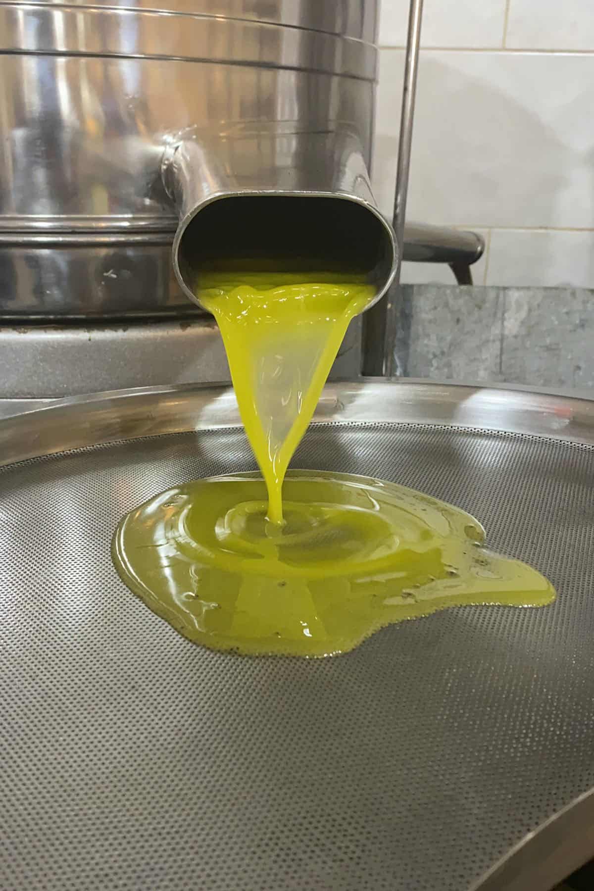 Sieving freshly made olive oil