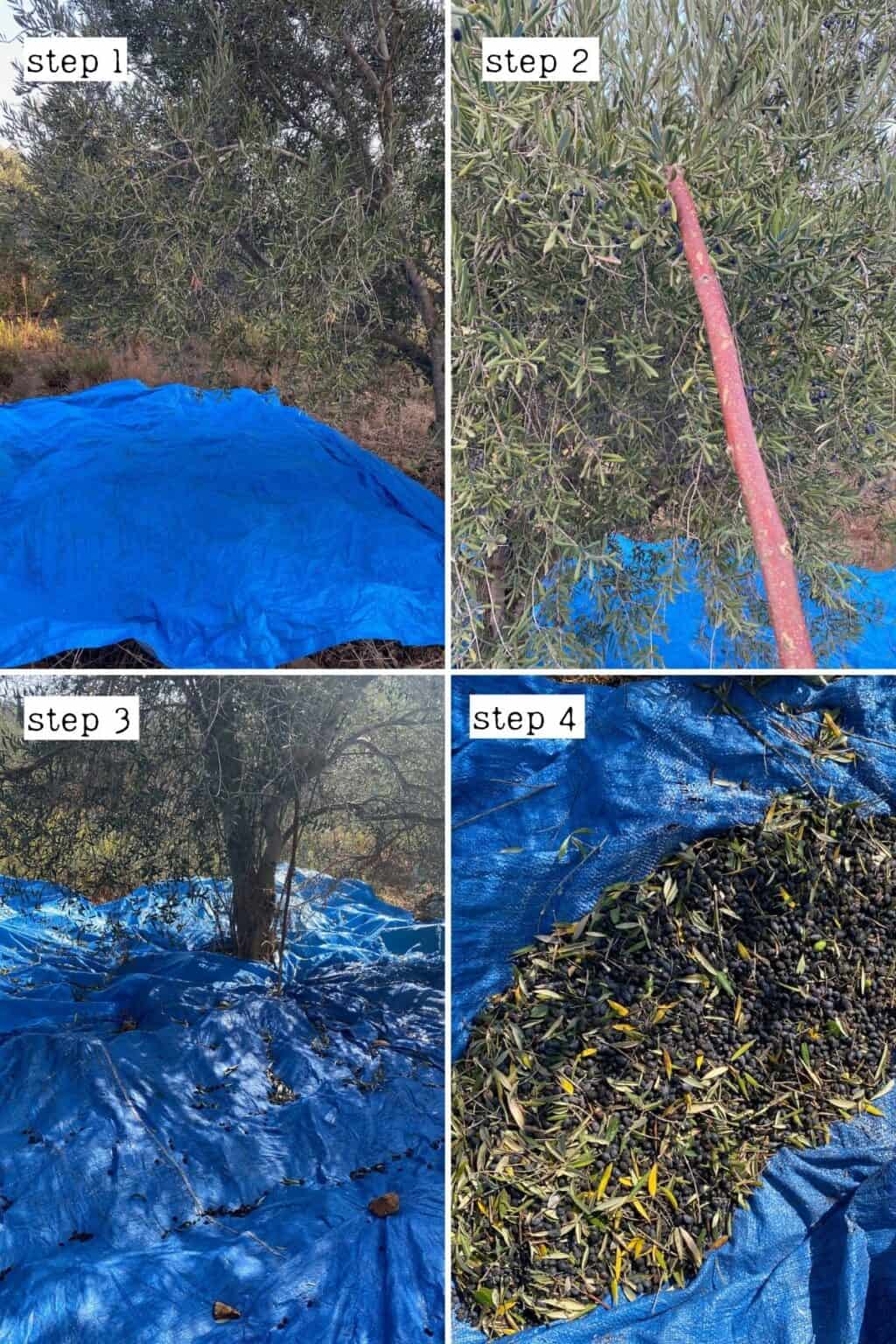 How is Olive Oil Made? (Extra Virgin Olive Oil Guide FAQs